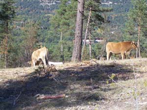 THORENC